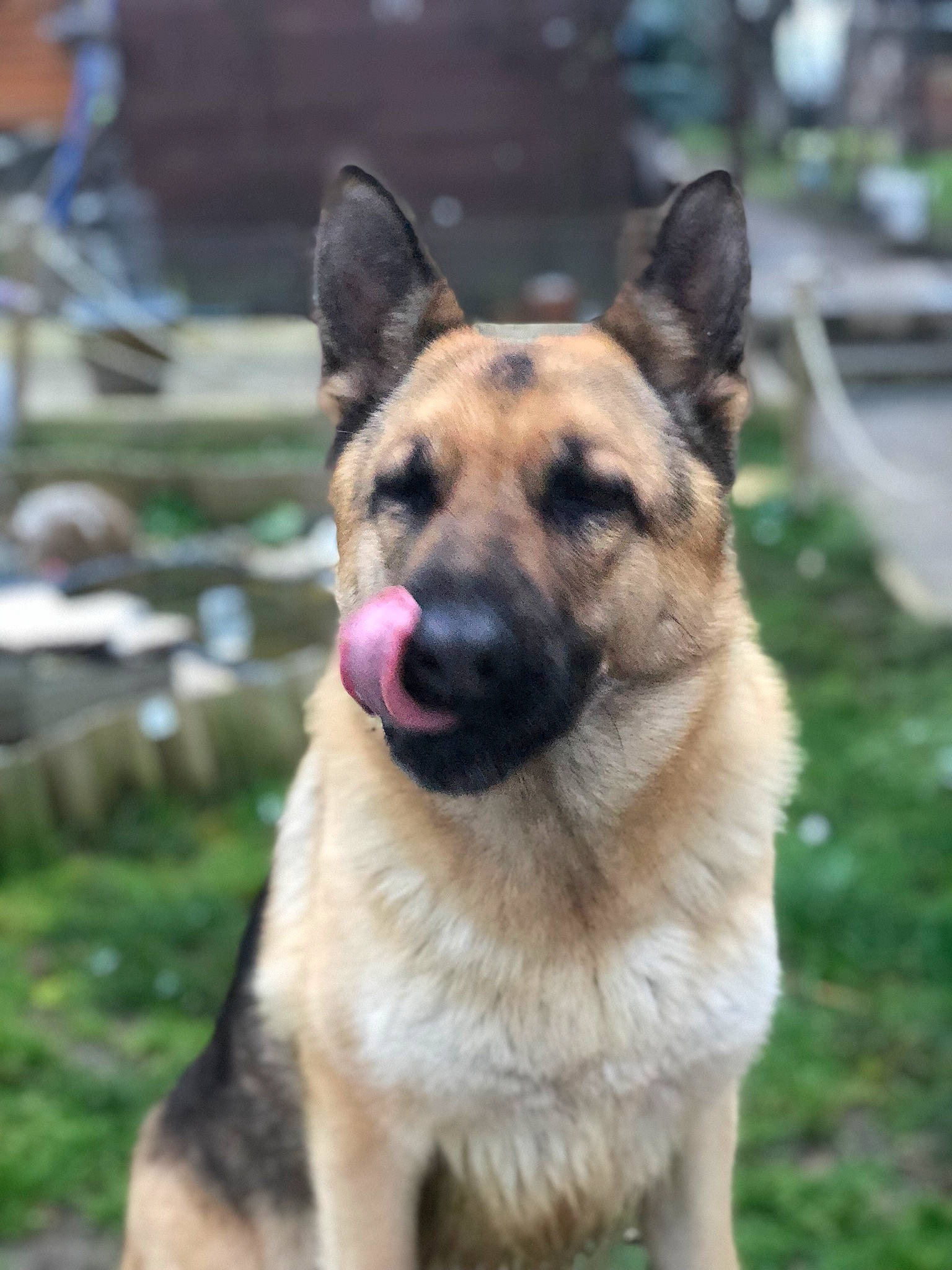 Moussa a rejoint le concours — aidez-le/la à gagner de superbes lots ! ancient_dog_breeds, belgian_shepherd, belgian_shepherd_malinois, canidae, carnivore, dog, dog_breed, east_european_shepherd, fawn, german_shepherd_dog, king_shepherd, kunming_wolfdog, mammal, old_german_shepherd_dog, police_dog, rare_breed_dog, shiloh_shepherd_dog, snout, vertebrate, working_dog