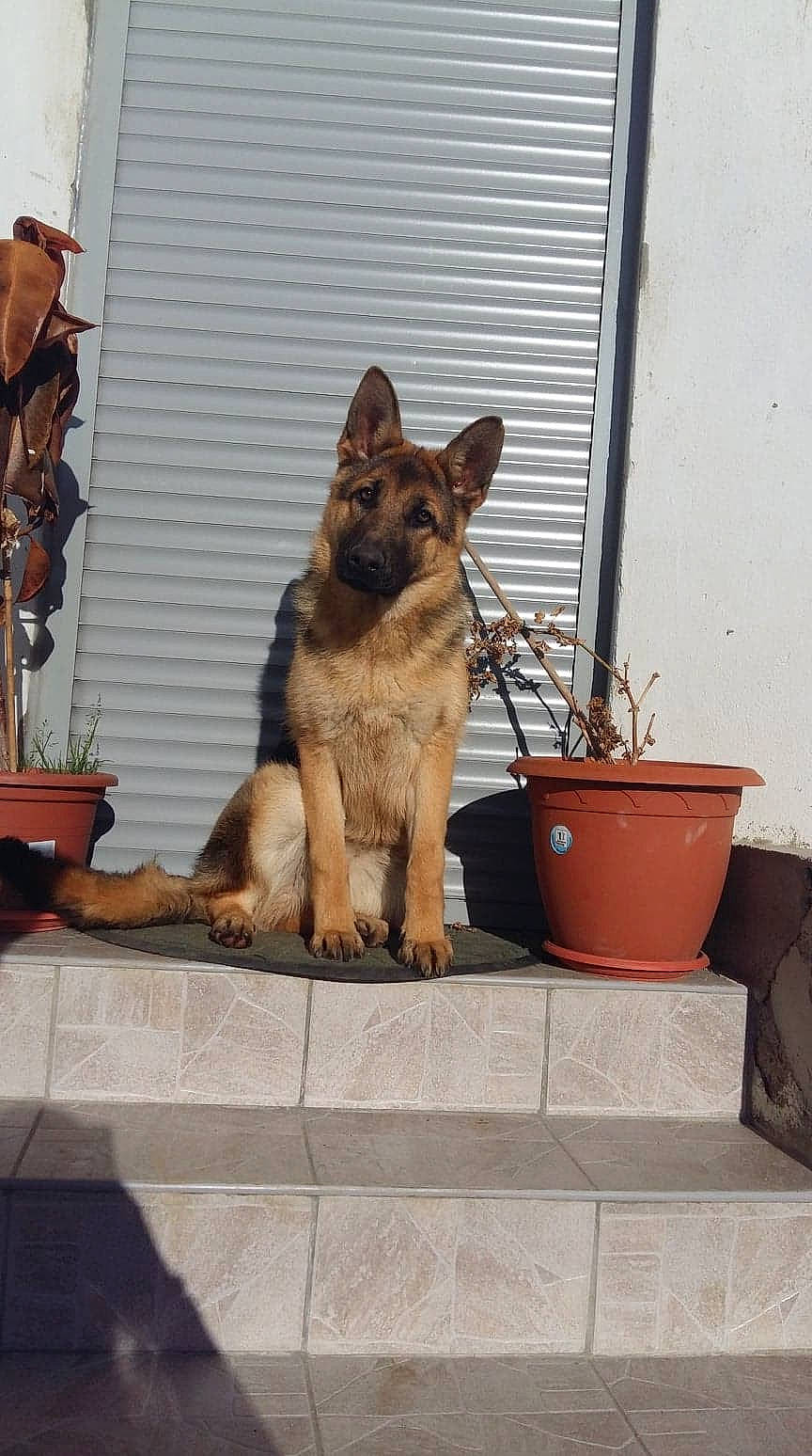 Moussa a rejoint le concours — aidez-le/la à gagner de superbes lots ! belgian_shepherd_malinois, canidae, carnivore, dog, dog_breed, east_european_shepherd, fawn, german_shepherd_dog, king_shepherd, kunming_wolfdog, mammal, old_german_shepherd_dog, police_dog, shiloh_shepherd_dog, snout, vertebrate, working_dog