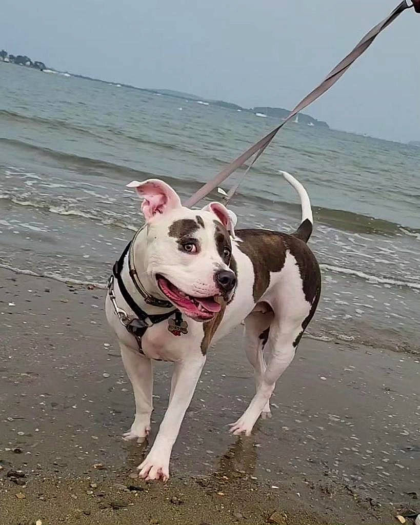 Nala is registered to the contest to win money with this photo: beach, canidae, carnivore, collar, companion_dog, dog, dog_breed, dog_collar, dog_supply, fawn, lake, leash, ocean, pet_supply, sky, snout, sporting_group, tail, water, working_animal