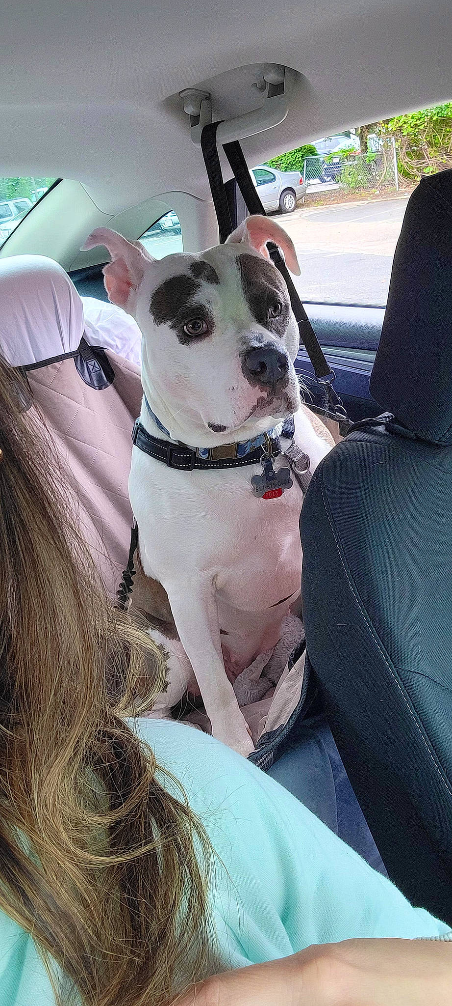 Nala is registered to the contest to win money with this photo: auto_part, canidae, car, car_seat, car_seat_cover, carnivore, collar, companion_dog, dog, dog_breed, dog_collar, fawn, motor_vehicle, snout, sporting_group, vehicle, vehicle_door, wheel, window, working_animal
