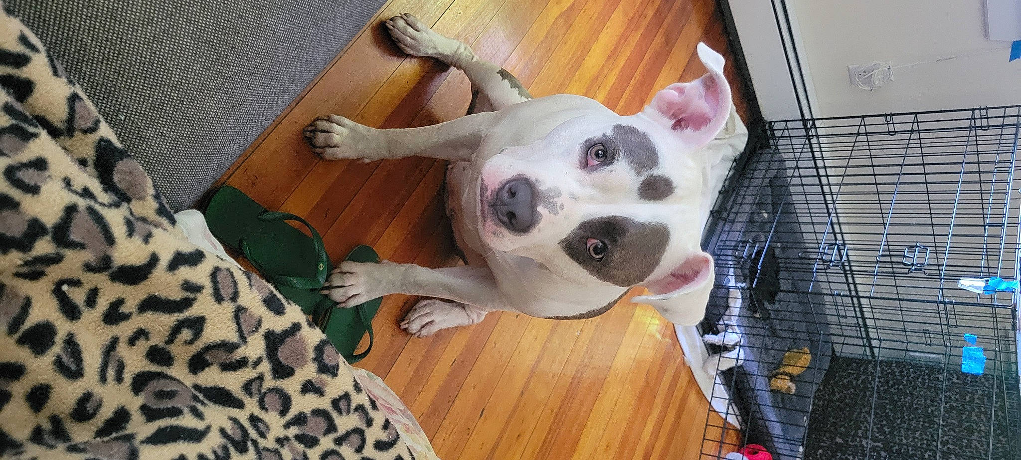 Nala is registered to the contest to win money with this photo: canidae, collar, companion_dog, dog, dog_breed, dog_collar, dog_supply, door, ear, fawn, flooring, fur, giant_dog_breed, hardwood, paw, selfie, sporting_group, whiskers, wood, working_animal