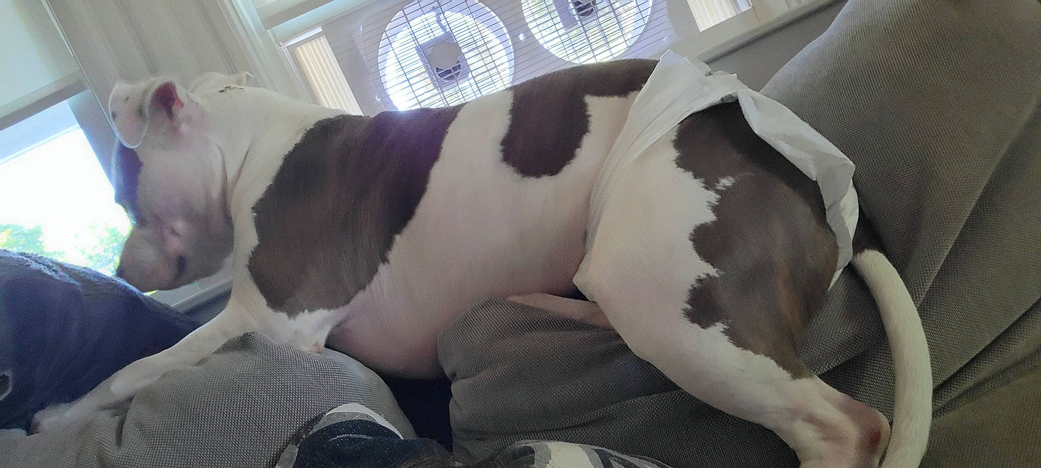 Nala is registered to the contest to win money with this photo: carnivore, comfort, companion_dog, dog_breed, fur, human_leg, linens, tail, window