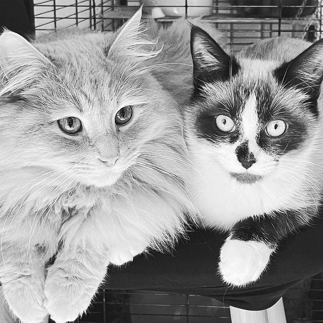 Myrtille Et Tygrou a rejoint le concours — aidez-le/la à gagner de superbes lots ! animal, black_and_white, cage_background, cat, close_up, companion, curious, cute, ears, feline, fluffy, indoor, paws, pet, portrait, relaxed, resting, soft_fur, two_cats, whiskers