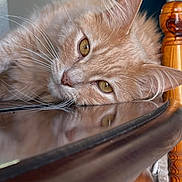 Tygrou participe au concours pour gagner de l'argent avec cette photo : animal, calm, cat, close_up, domestic, ear, eyes, face, fluffy, furniture, indoor, laying_down, orange_cat, pet, portrait, reflection, relaxed, soft_light, whiskers, wood