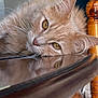 animal, calm, cat, close_up, domestic, ear, eyes, face, fluffy, furniture, indoor, laying_down, orange_cat, pet, portrait, reflection, relaxed, soft_light, whiskers, wood