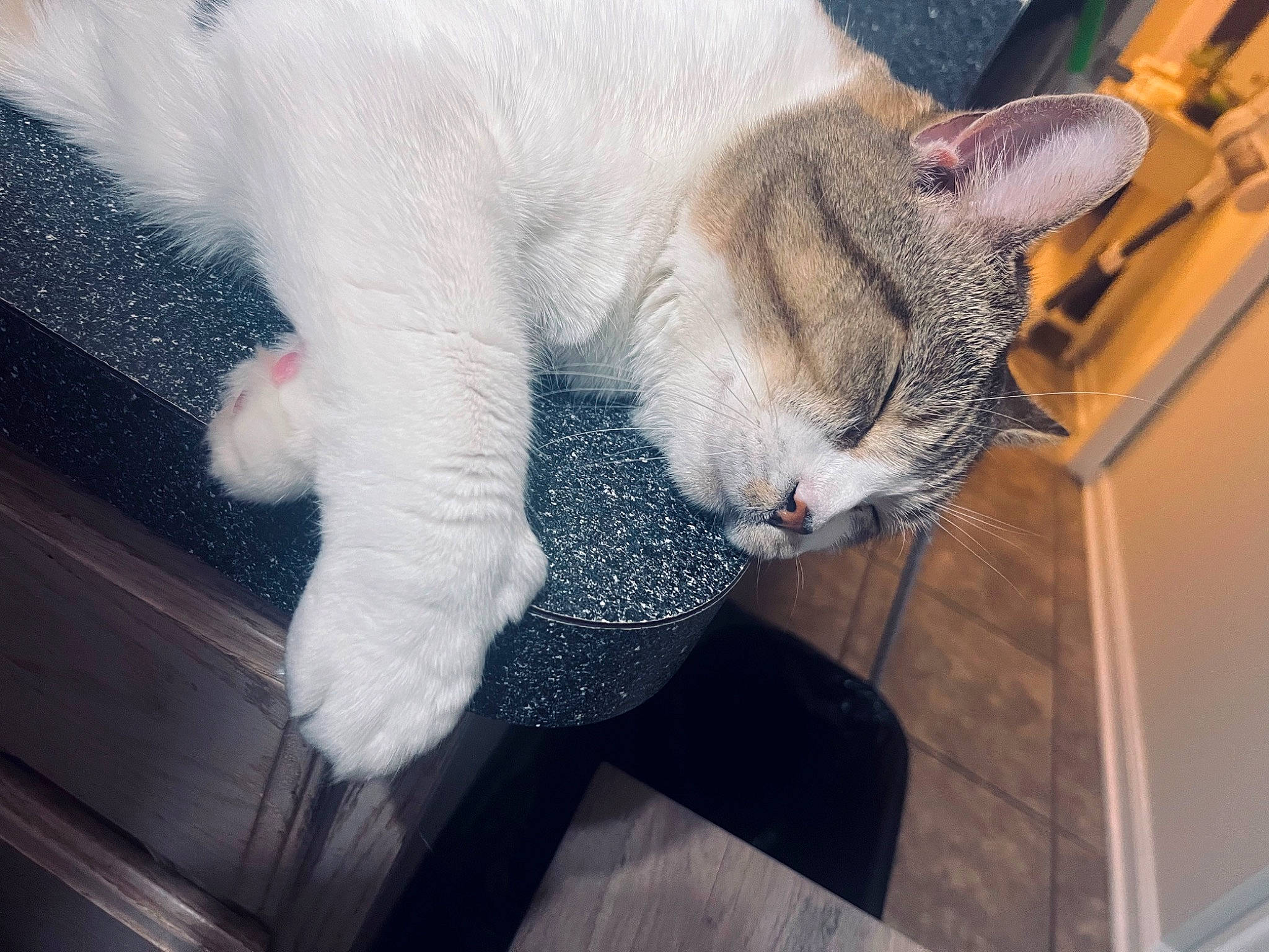 Tigger is registered to the contest to win money with this photo: carnivore, cat, cat_supply, claw, collar, comfort, domestic_short_haired_cat, fawn, felidae, flooring, fur, nap, paw, small_to_medium_sized_cats, snout, tail, whiskers