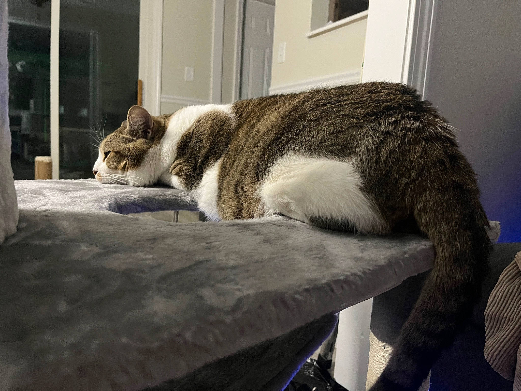 Tigger is registered to the contest to win money with this photo: carnivore, cat, cat_supply, comfort, domestic_short_haired_cat, felidae, flooring, fur, grey, linens, nap, room, sitting, small_to_medium_sized_cats, snout, tail, terrestrial_animal, whiskers, window, wood