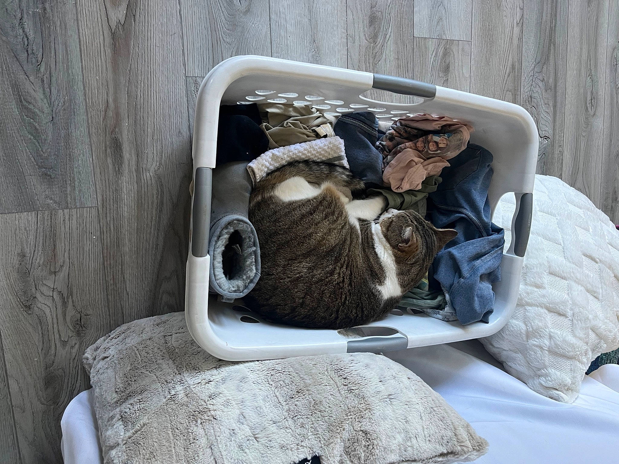 Tigger is registered to the contest to win money with this photo: audio_equipment, auto_part, bag, baggage, chair, club_chair, comfort, fashion_accessory, fur, gas, grey, linens, luggage_and_bags, metal, pattern, personal_protective_equipment, room, still_life, textile, wood