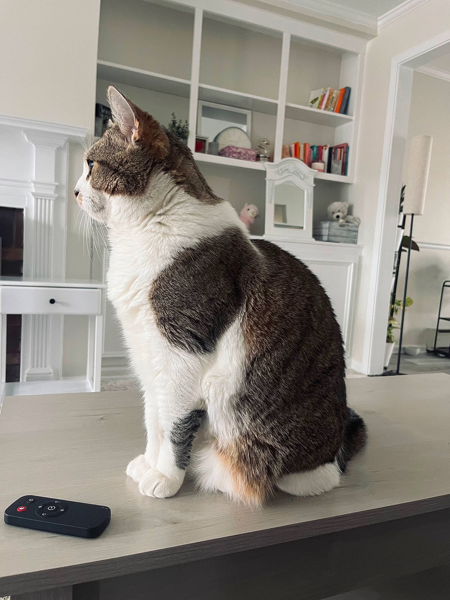 Tigger joined the competition — help win amazing prizes! carnivore, cat, cat_supply, companion_dog, domestic_short_haired_cat, felidae, floor, flooring, fur, grey, hardwood, paw, shelf, small_to_medium_sized_cats, snout, table, tail, terrestrial_animal, whiskers, window