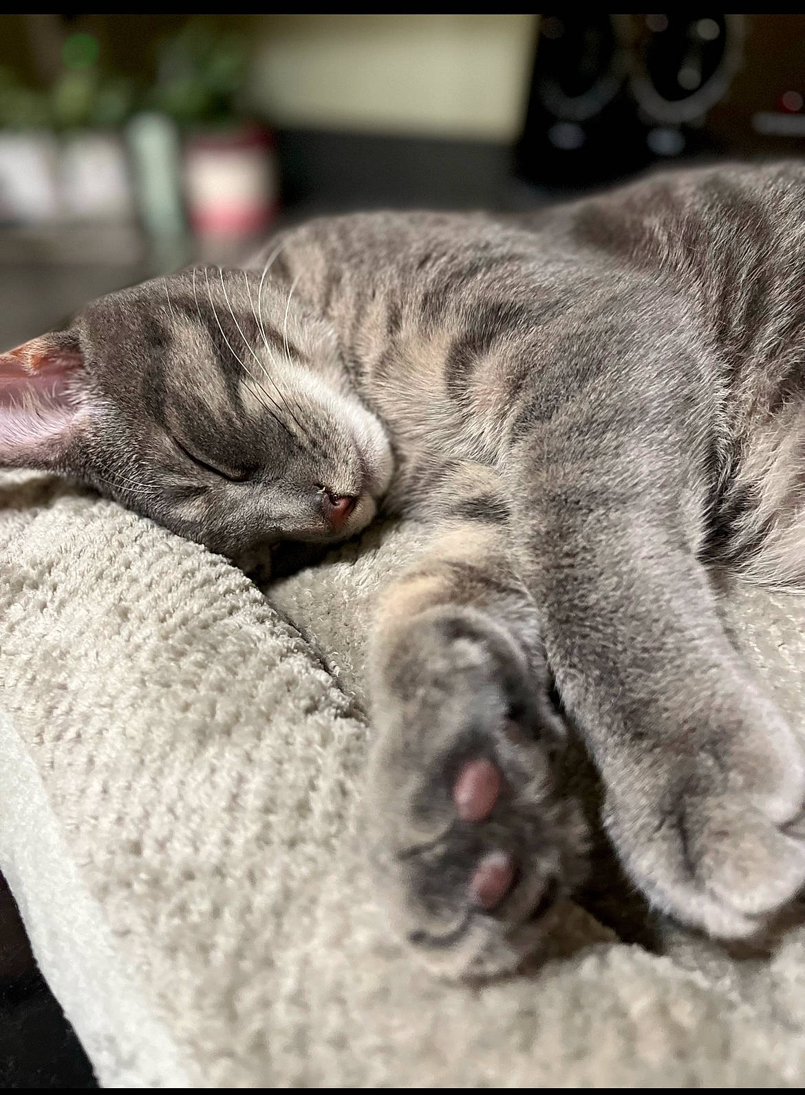 Oliver joined the competition — help win amazing prizes! carnivore, cat, claw, close_up, comfort, domestic_short_haired_cat, felidae, fur, grey, human_leg, nap, paw, sleep, small_to_medium_sized_cats, snout, tail, terrestrial_animal, whiskers