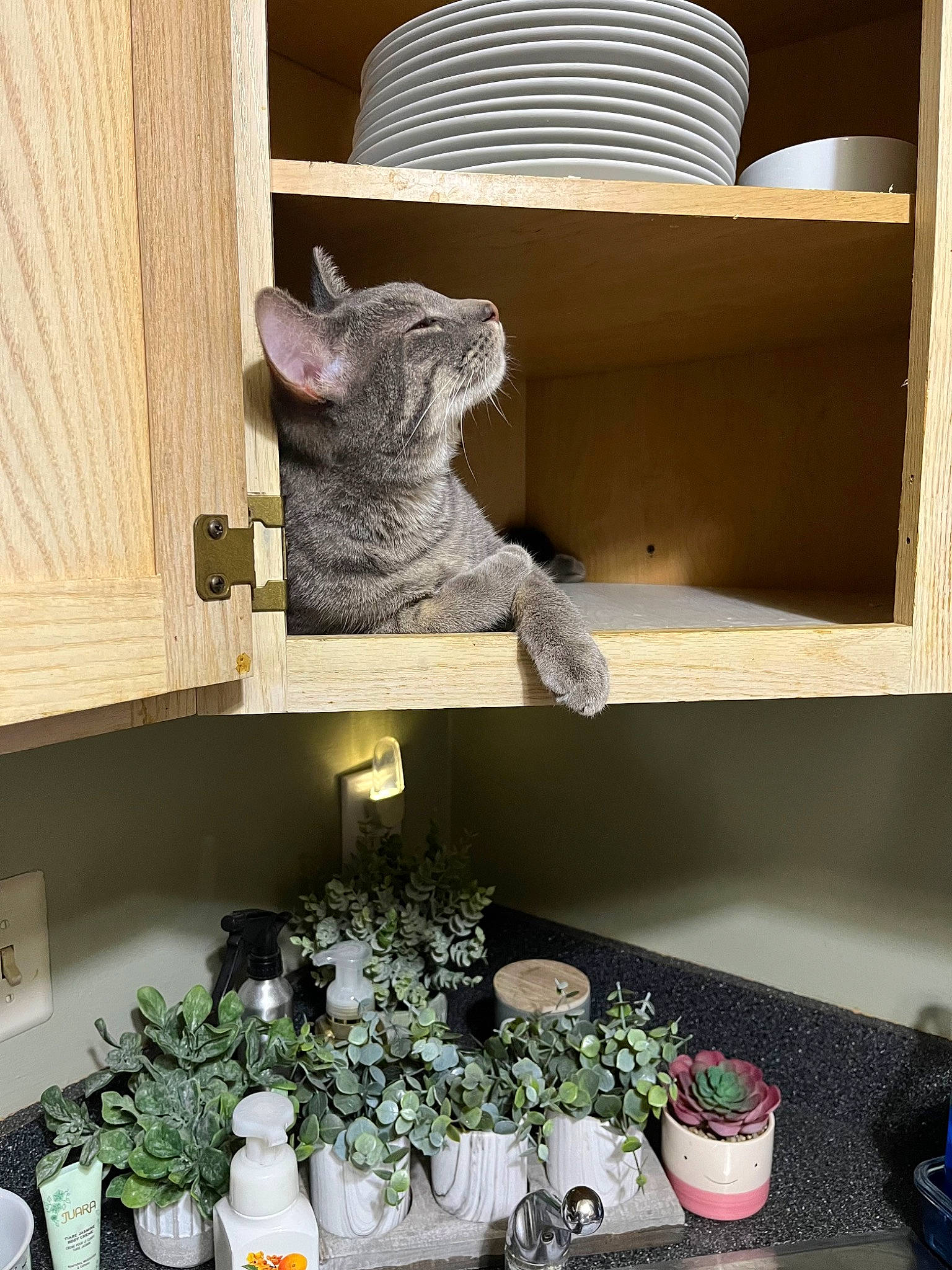 Oliver joined the competition — help win amazing prizes! bookcase, carnivore, chair, felidae, flowerpot, hardwood, houseplant, interior_design, living_room, plant, room, shelf, shelving, small_to_medium_sized_cats, tail, twig, whiskers, white, window, wood