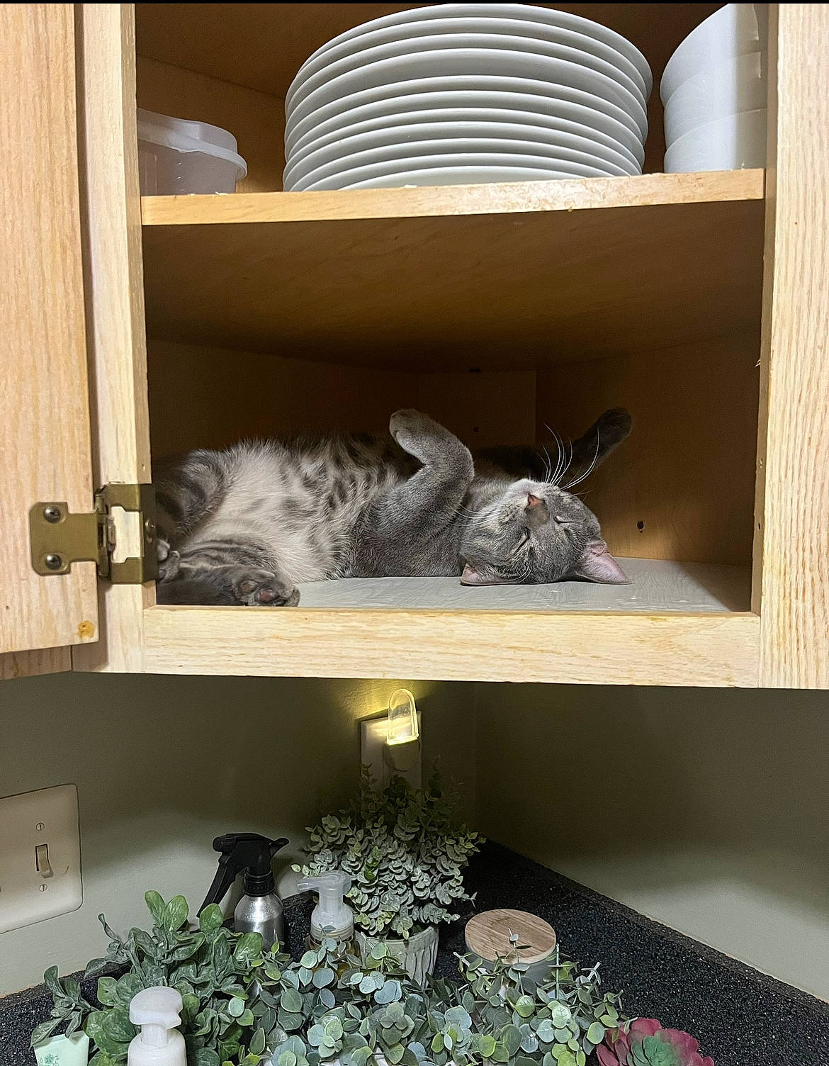 Oliver is registered to the contest to win money with this photo: bookcase, cat, fedora, felidae, flower, grey, hardwood, house, houseplant, interior_design, living_room, plant, room, shelf, shelving, small_to_medium_sized_cats, tail, whiskers, white, wood
