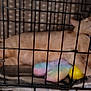 Fredrick Alexander Underwood joined the competition — help win amazing prizes! animal, ball, blanket, cage, cat, collar, comfort, cozy, cushion, domestic_animal, feline, indoor, metal_bars, orange_cat, pet, plush_toy, relaxed, resting, sleepy, toy