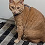 Fredrick Alexander Underwood joined the competition — help win amazing prizes! animal, cat, close_up, collar, curious, domestic_cat, ears, feline, floor, four_legs, fur, ginger_cat, household, indoor, looking, pet, sitting, striped_rug, tail, whiskers