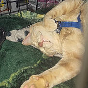 Fredrick Alexander Underwood is registered to the contest to win money with this photo: blanket, cage, cat, close_up, collar, domestic_animal, feline, fur, household_items, indoor, orange_tabby, paw, pet, pink_pads, relaxed, resting, sleeping, stretching, tag, whiskers