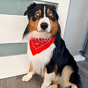 Ulco participe au concours pour gagner de l'argent avec cette photo : adorable, bandana, black_fur, blue_eyes, brown_fur, canine, companion, cute, dog, domestic_animal, furry, indoor, looking_away, pet, portrait, red_bandana, sitting, tricolor_coat, white_fur, wooden_floor