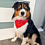 adorable, bandana, black_fur, blue_eyes, brown_fur, canine, companion, cute, dog, domestic_animal, furry, indoor, looking_away, pet, portrait, red_bandana, sitting, tricolor_coat, white_fur, wooden_floor