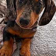 Knacki a rejoint le concours — aidez-le/la à gagner de superbes lots ! dog, puppy, dachshund, sausage_dog, portrait, close_up, brown, black, tan, floppy_ears, big_eyes, sitting, paws, collar, plush_toy, orange_toy, blanket, cushion, indoor, cute