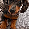 dog, puppy, dachshund, sausage_dog, portrait, close_up, brown, black, tan, floppy_ears, big_eyes, sitting, paws, collar, plush_toy, orange_toy, blanket, cushion, indoor, cute
