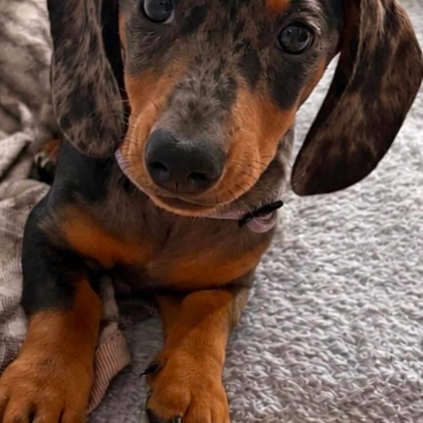 Knacki a rejoint le concours — aidez-le/la à gagner de superbes lots ! dog, puppy, dachshund, sausage_dog, portrait, close_up, brown, black, tan, floppy_ears, big_eyes, sitting, paws, collar, plush_toy, orange_toy, blanket, cushion, indoor, cute