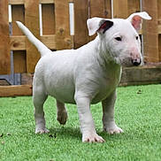 Stella Blewitt is registered to the contest to win money with this photo: alert, animal, bull_terrier, canine, curious, dog, ears, fence, four_legs, grass, lawn, muzzle, outdoor, pet, puppy, standing, tail, white_dog, wooden_fence, young_dog