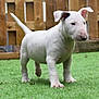 alert, animal, bull_terrier, canine, curious, dog, ears, fence, four_legs, grass, lawn, muzzle, outdoor, pet, puppy, standing, tail, white_dog, wooden_fence, young_dog