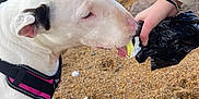 Stella Blewitt joined the competition — help win amazing prizes! animal, beach, bracelet, closeup, curious, dog, ear, hand, harness, jewelry, licking, nature, outdoor, paw, person, pet, ring, rocks, sand, white_dog