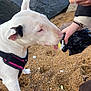 animal, beach, bracelet, closeup, curious, dog, ear, hand, harness, jewelry, licking, nature, outdoor, paw, person, pet, ring, rocks, sand, white_dog