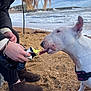 Stella Blewitt joined the competition — help win amazing prizes! animal, beach, boots, bull_terrier, cloudy_sky, coast, collar, dog, fun, jacket, nature, outdoor, person, pet, playful, sand, sea, tongue, treat, waves