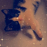 Minnie a rejoint le concours — aidez-le/la à gagner de superbes lots ! adorable, animal, black_and_white, cat, cozy, cute, domestic_cat, feline, floor, fur, kitten, lying_down, pet, resting, sleepy, small, sparkles, star_overlay, whiskers, young_cat