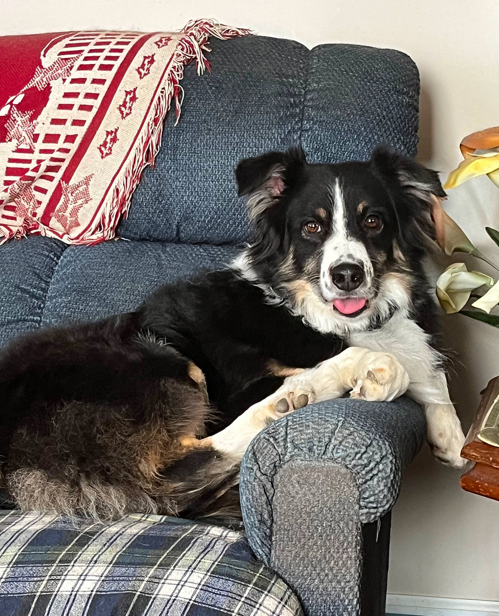 Elvis joined the competition — help win amazing prizes! canidae, carnivore, comfort, companion_dog, couch, dog, dog_breed, dog_supply, fur, linens, pattern, plaid, rectangle, sitting, sporting_group, tartan, working_animal, working_dog