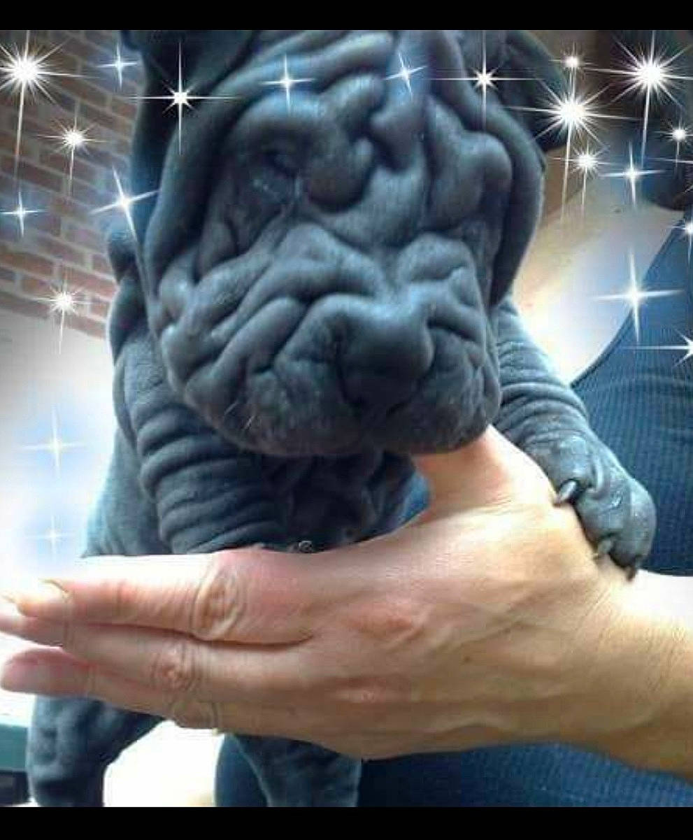 Charlie joined the competition — help win amazing prizes! art, big_cats, brain, electric_blue, felidae, fictional_character, finger, fur, gesture, hand, human_body, jaw, nail, snout, tattoo, terrestrial_animal, thumb, whiskers, wrinkle, wrist