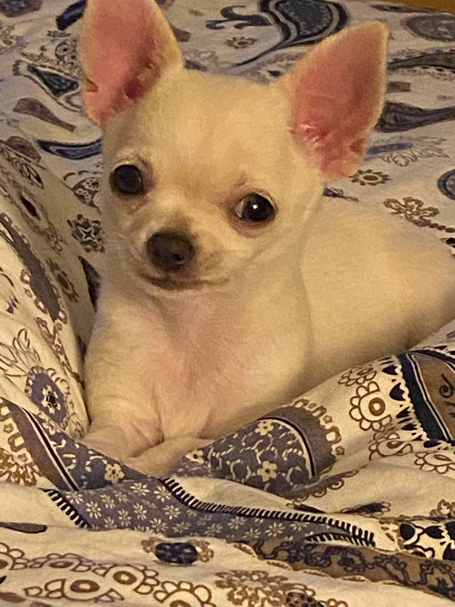 Peaches joined the competition — help win amazing prizes! canidae, carnivore, chihuahua, comfort, companion_dog, corgi_chihuahua, dog, dog_breed, dog_supply, ear, eye, fawn, non_sporting_group, pattern, snout, sporting_group, terrestrial_animal, toy_dog, whiskers, working_animal