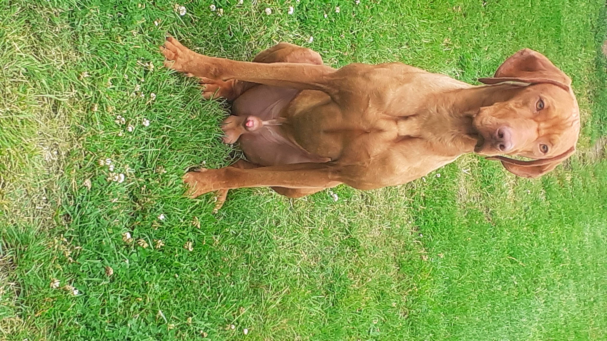 Sky a rejoint le concours — aidez-le/la à gagner de superbes lots ! bovine, dog_breed, fawn, felidae, grass, grassland, horn, liver, livestock, natural_material, pasture, plant, snout, sporting_group, tail, terrestrial_animal, wildlife, wood, working_animal, wrinkle