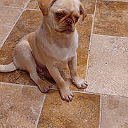 Alfa participe au concours pour gagner de l'argent avec cette photo : beige, brown, cute, dog, ears, eyes, floor_tile, fur, indoor, looking_down, paws, pet, portrait, puppy, sitting, small_dog, tail, tan_fur, tile_floor, whiskers