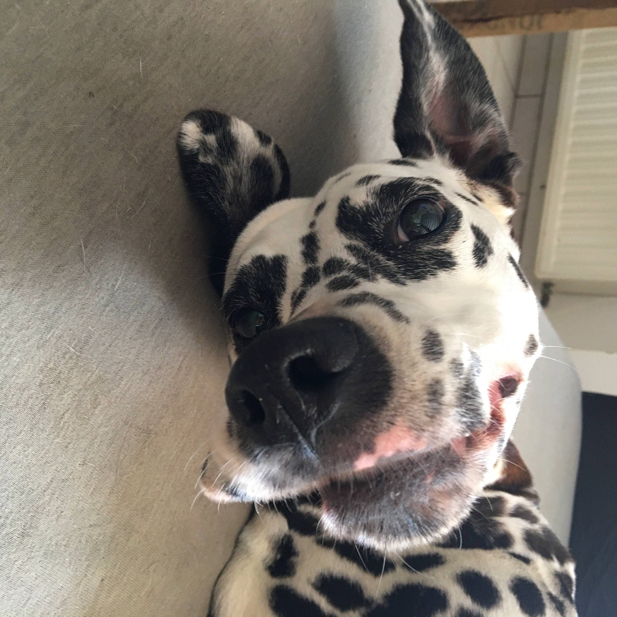 Izzy a rejoint le concours — aidez-le/la à gagner de superbes lots ! canidae, carnivore, collar, companion_dog, dalmatian, dog, dog_breed, ear, eye, fawn, fur, head, mammal, pet_supply, snout, sporting_group, terrestrial_animal, vertebrate, whiskers, working_animal