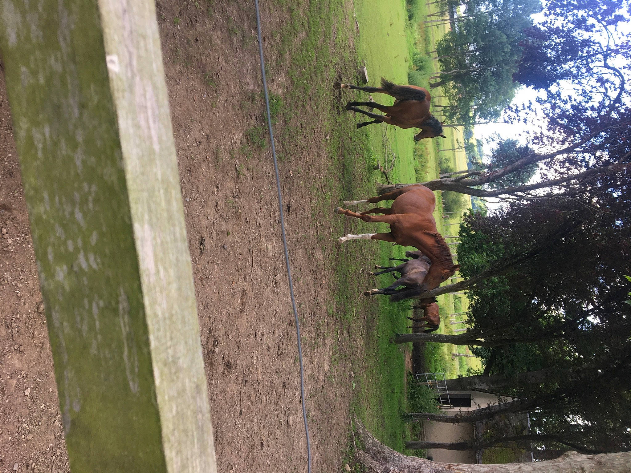 Izzy a rejoint le concours — aidez-le/la à gagner de superbes lots ! biome, fawn, forest, grass, landscape, palm_tree, plant, plant_stem, shadow, soil, tail, terrestrial_animal, terrestrial_plant, tree, trunk, twig, wildlife, window, wood, woodland