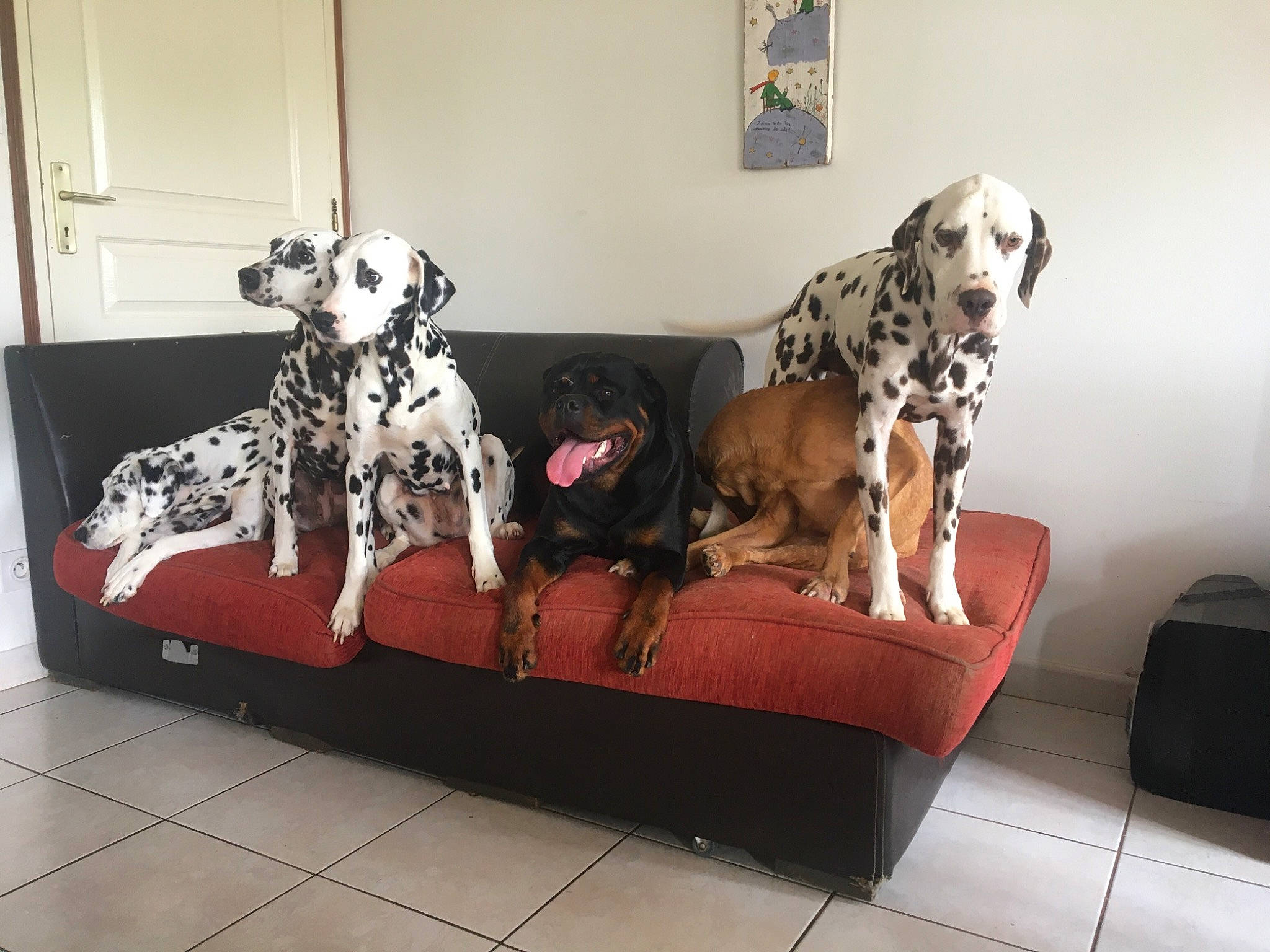 Izzy a rejoint le concours — aidez-le/la à gagner de superbes lots ! art, carnivore, comfort, companion_dog, couch, dalmatian, dog, dog_breed, floor, flooring, furniture, grey, living_room, mammal, product, snout, sporting_group, studio_couch, vertebrate, working_animal