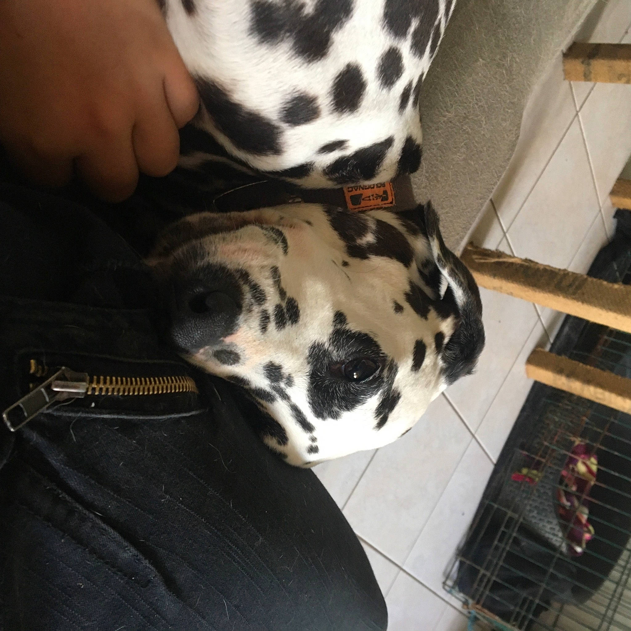 Izzy participe au concours pour gagner de l'argent avec cette photo : canidae, carnivore, companion_dog, dalmatian, dog, dog_breed, dog_supply, fawn, fur, mammal, military_camouflage, nail, non_sporting_group, pattern, personal_protective_equipment, snout, sporting_group, working_animal