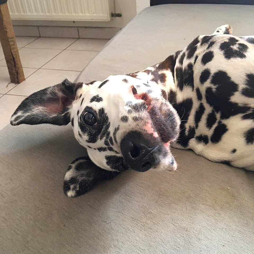 Izzy participe au concours pour gagner de l'argent avec cette photo : canidae, carnivore, companion_dog, dalmatian, dog, dog_breed, fawn, fur, non_sporting_group, paw, snout, sporting_group, terrestrial_animal, whiskers, working_animal