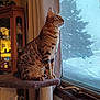 cat, spotted_cat, indoor, window, snow, tree, cat_perch, curtain, furniture, warm_lighting, animal, pet, looking_out, cozy, domestic, mammal, home, screen, winter, quiet