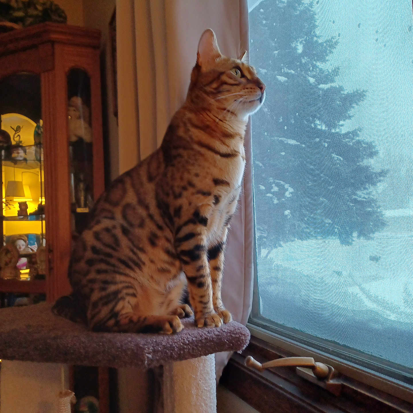 Babu joined the competition — help win amazing prizes! animal, cat, cat_perch, cozy, curtain, domestic, furniture, home, indoor, looking_out, mammal, pet, quiet, screen, snow, spotted_cat, tree, warm_lighting, window, winter