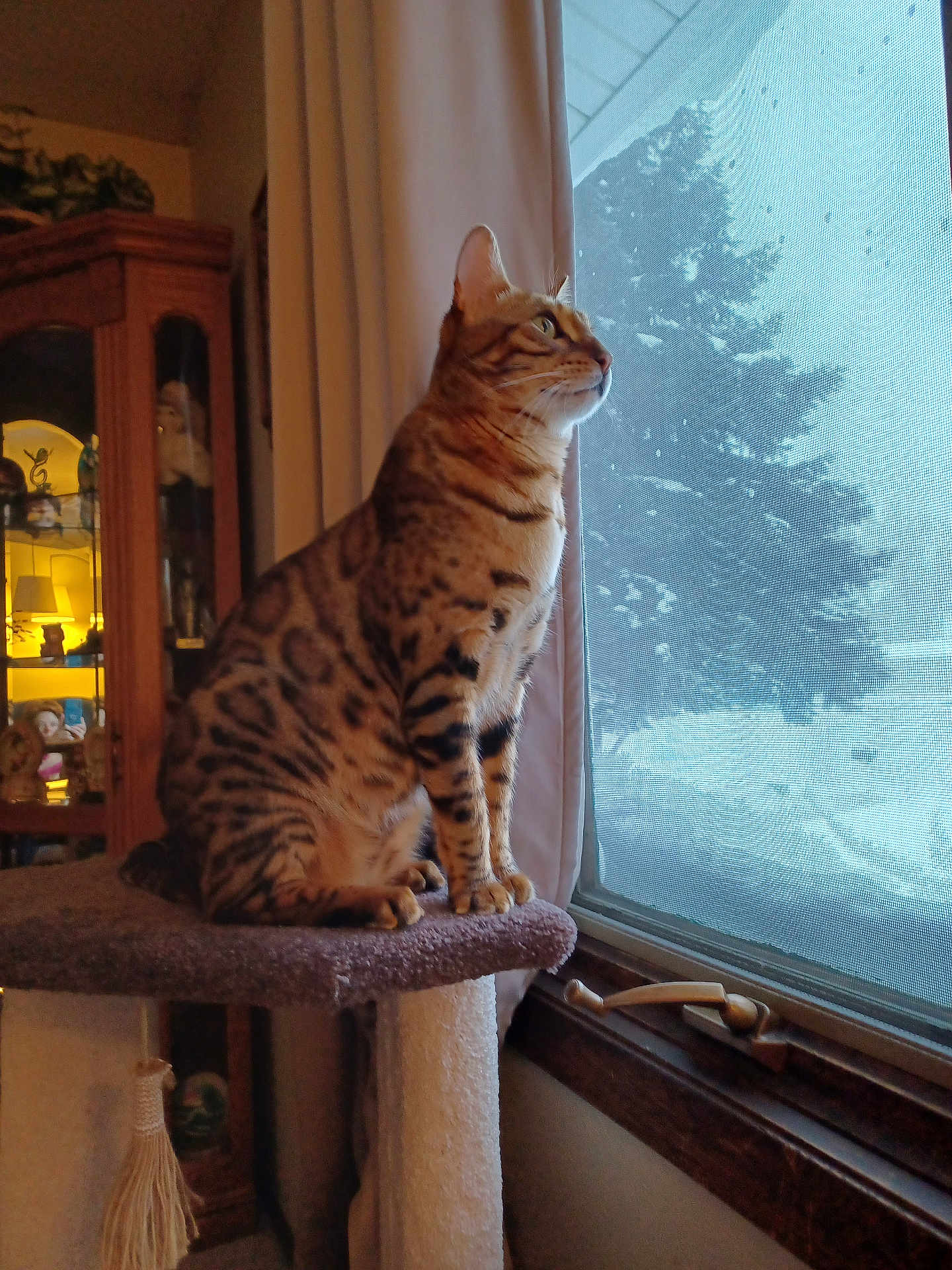 Babu joined the competition — help win amazing prizes! cat, spotted_cat, indoor, window, snow, tree, cat_perch, curtain, furniture, warm_lighting, animal, pet, looking_out, cozy, domestic, mammal, home, screen, winter, quiet