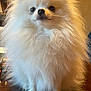 Plume participe au concours pour gagner de l'argent avec cette photo : dog, pomeranian, fluffy, white, pet, indoor, small_dog, fur, cute, animal, portrait, domestic_animal, face, fur_texture, pet_portrait, adorable, canine, companion, table, house