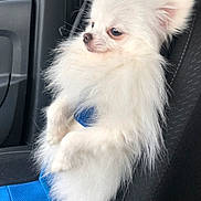 Plume a rejoint le concours — aidez-le/la à gagner de superbes lots ! dog, white, fluffy, car, car_seat, pet, small_dog, sitting, side_view, fur, indoors, seat_cover, window, cute, animal, domestic_animal, looking_away, portrait, companion, furry