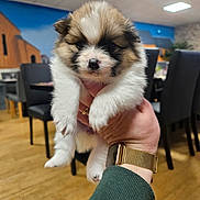 Cheyenne a rejoint le concours — aidez-le/la à gagner de superbes lots ! animal, black_nose, blue_wall, chair, cute, dog, domestic_animal, fluffy, fur, hand, holding, indoor, pet, portrait, puppy, small, wall, watch, wooden_floor, young
