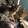 Athena participe au concours pour gagner de l'argent avec cette photo : cat, tabby_cat, animal, pet, sleeping, cozy, blanket, feline, indoor, resting, cute, fur, whiskers, ears, tail, striped, comfort, relaxed, window, curtain