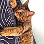 Athena participe au concours pour gagner de l'argent avec cette photo : cat, tabby, pet, feline, animal, cute, striped, claw, blanket, pattern, indoor, resting, fur, whiskers, ears, curious, closeup, soft_light, couch, relaxed