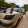 cat, tabby_cat, car, spoiler, gravel_driveway, cloudy_sky, trees, bushes, outdoor, vehicle, parked_car, side_mirror, road, nature, automobile, tail_light, feline, pet, animal, overcast