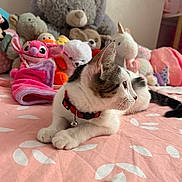 Aura a rejoint le concours — aidez-le/la à gagner de superbes lots ! cat, bed, pink, stuffed_animals, toy, collar, bell, cute, animal, feline, indoor, soft_toys, relaxed, pet, fur, whiskers, ears, lying_down, home, comfort